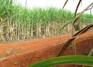 privado:-brasil-tera-segunda-maior-safra-de-cana,-segundo-estimativa-da-conab