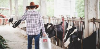 Escovas técnicas em nylon impulsionam higiene e eficiência na pecuária leiteira