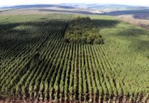 Setor florestal avança em MG e projeta ciclo 2026-2030