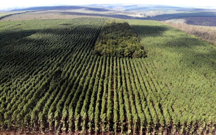 Setor florestal avança em MG e projeta ciclo 2026-2030