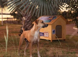 Prefeitura de Palmas reforça ações no Dia Mundial dos Animais de Rua